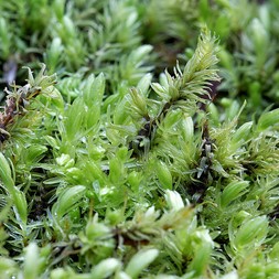Aulacomnium palustre (ribbed bog moss)